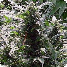 Dreamtime Regular Seeds Dreamtime Regular Seeds