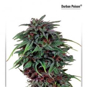 Durban  Poison  Dutch  Passion 031 0