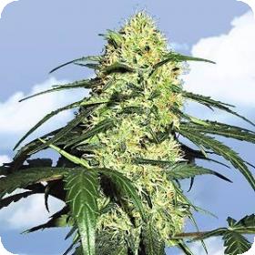 Dutch Delight Feminised Seeds Dutch Delight Feminised Seeds