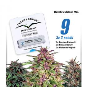 Dutch Outdoor Mix Feminised Seeds Dutch Outdoor Mix Feminised Seeds