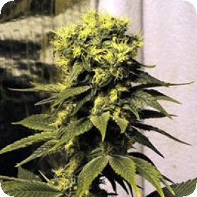Early Queen Regular Seeds Early Queen Regular Seeds