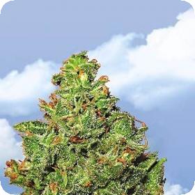 Edelweiss Feminised Seeds Edelweiss Feminised Seeds