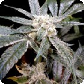 El  Fuego  Feminised  Cannabis  Seeds  Jpg