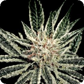 El Nino Feminised Seeds El Nino Feminised Seeds