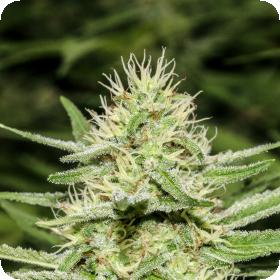 Enemy's Dream Feminised Seeds Enemy's Dream Feminised Seeds