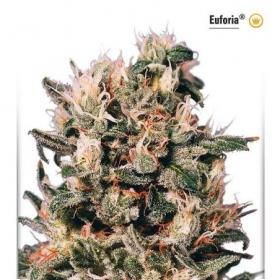 Euforia Feminised Seeds Euforia Feminised Seeds