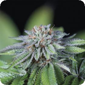 Ewe - 2 Feminised Seeds Ewe - 2 Feminised Seeds