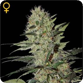 Exodus Cheese  Auto  Greenhouse 0