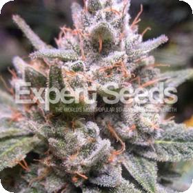 Expert Gorilla Auto Feminised Cannabis Seeds Jpg