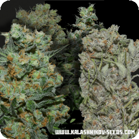Express Mix Feminised Seeds Express Mix Feminised Seeds