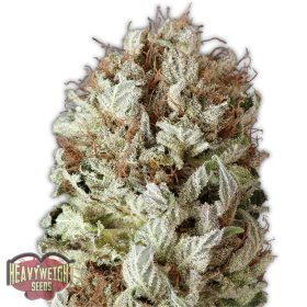 Extreme Impact Auto Feminised Seeds Extreme Impact Auto Feminised Seeds