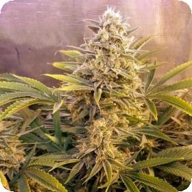 Firefly Regular Seeds Firefly Regular Seeds