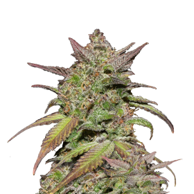 Fast Buds Smoothie Auto