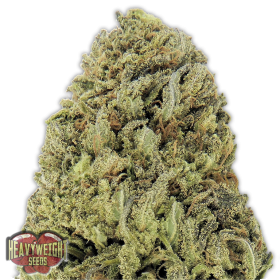 Fast and Vast Auto Feminised Seeds Fast and Vast Auto Feminised Seeds