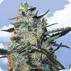 Female Mix Feminised Seeds Female Mix Feminised Seeds