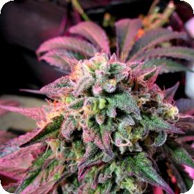 Female Cannabis Seeds Cherry Pie Jpg