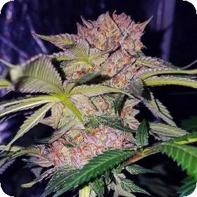 Female Cannabis Seeds Mimosa Champagne Jpg