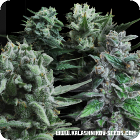 Feminised Seeds Mix Feminised Seeds Mix