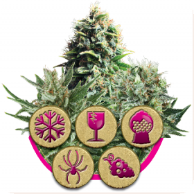 Feminized Mix Feminised Seeds Feminized Mix Feminised Seeds