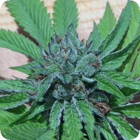 Fire Afghan Cookies Jpg