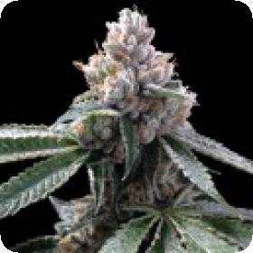 Florida Lemons Feminised Cannabis Seeds Jpg