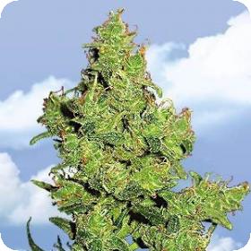 Flying Dragon Feminised Seeds Flying Dragon Feminised Seeds