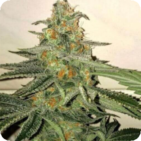 Forbidden Fruit Cake Feminised Cannabis Seeds 6
