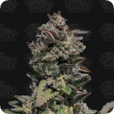 Forbidden Mints Auto Flowering Cannabis Seeds 0