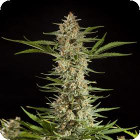 Fraggle Skunk Auto Feminised Seeds Fraggle Skunk Auto Feminised Seeds