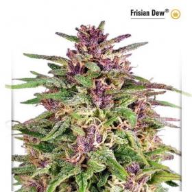 Frisian Dew Feminised Seeds