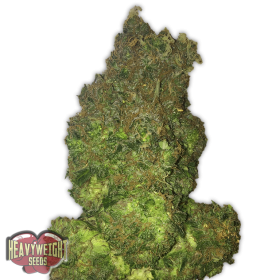 Fruit Punch Auto Feminised Seeds Fruit Punch Auto Feminised Seeds