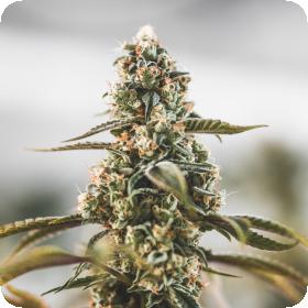 Fruity Punch Feminised Seeds Fruity Punch Feminised Seeds