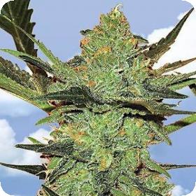 G-Force Feminised Seeds G-Force Feminised Seeds