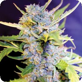 G13 Fro Yo Auto C M Y K 1 Jpg