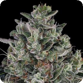 Glookies Feminised Seeds