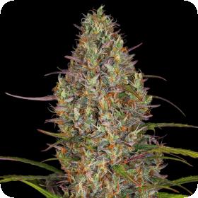 Glue Gelato Auto Feminised Seeds Glue Gelato Auto Feminised Seeds