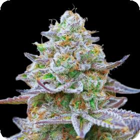 Gorilla Zkittlez Feminised Seeds