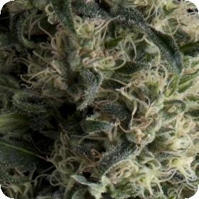 Galaxy Autoflowering Jpg