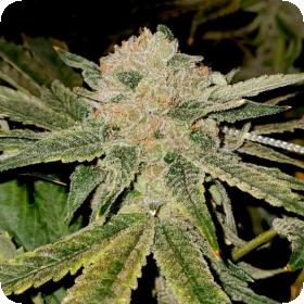 Gelato Kiss Website Jpg