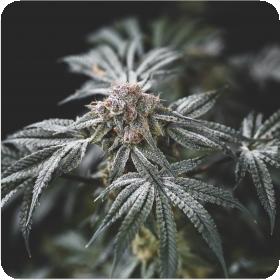 Gelato Punch Feminised Cannabis Seeds Jpg