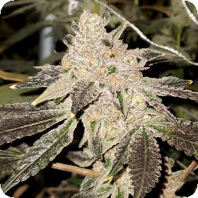 Gelato Sundae Website Jpg