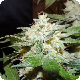 Ghostrider V2.0 Regular Seeds Ghostrider V2.0 Regular Seeds