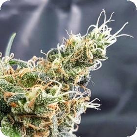 Glueberry Feminised Cannabis Seeds Jpg