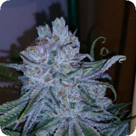 Go Time Regular Seeds
