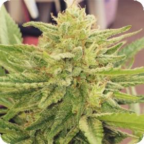 Godzilla Glue Feminised Seeds Godzilla Glue Feminised Seeds
