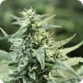 Golden Haze Feminised Seeds