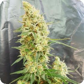 Gorilla Banana Feminised Seeds Gorilla Banana Feminised Seeds