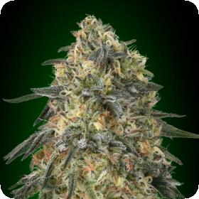 Gorilla Feminised Cannabis Seeds