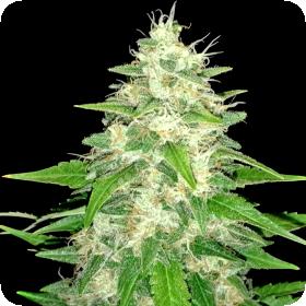 Gorilla Glue Jpg
