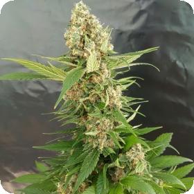 Gorilla Ice Cream Feminised Seeds Gorilla Ice Cream Feminised Seeds